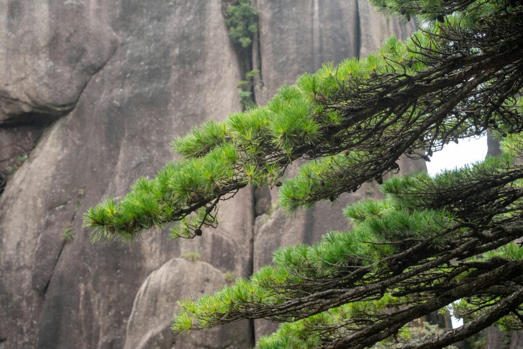 Lush green pine branches frame a rugged rocky cliff, capturing a serene natural landscape.